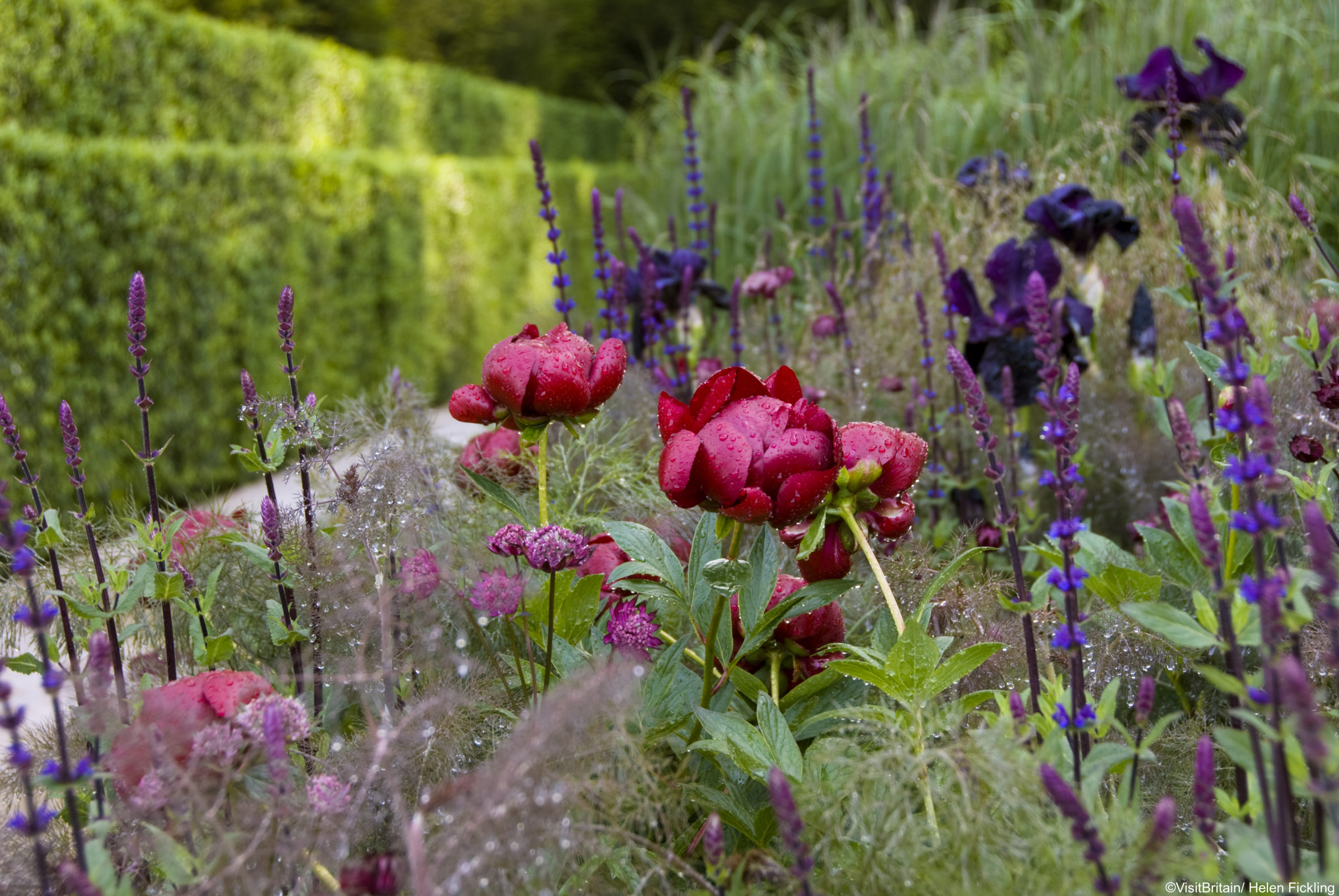 Garten, Chelsea Flower Show, England