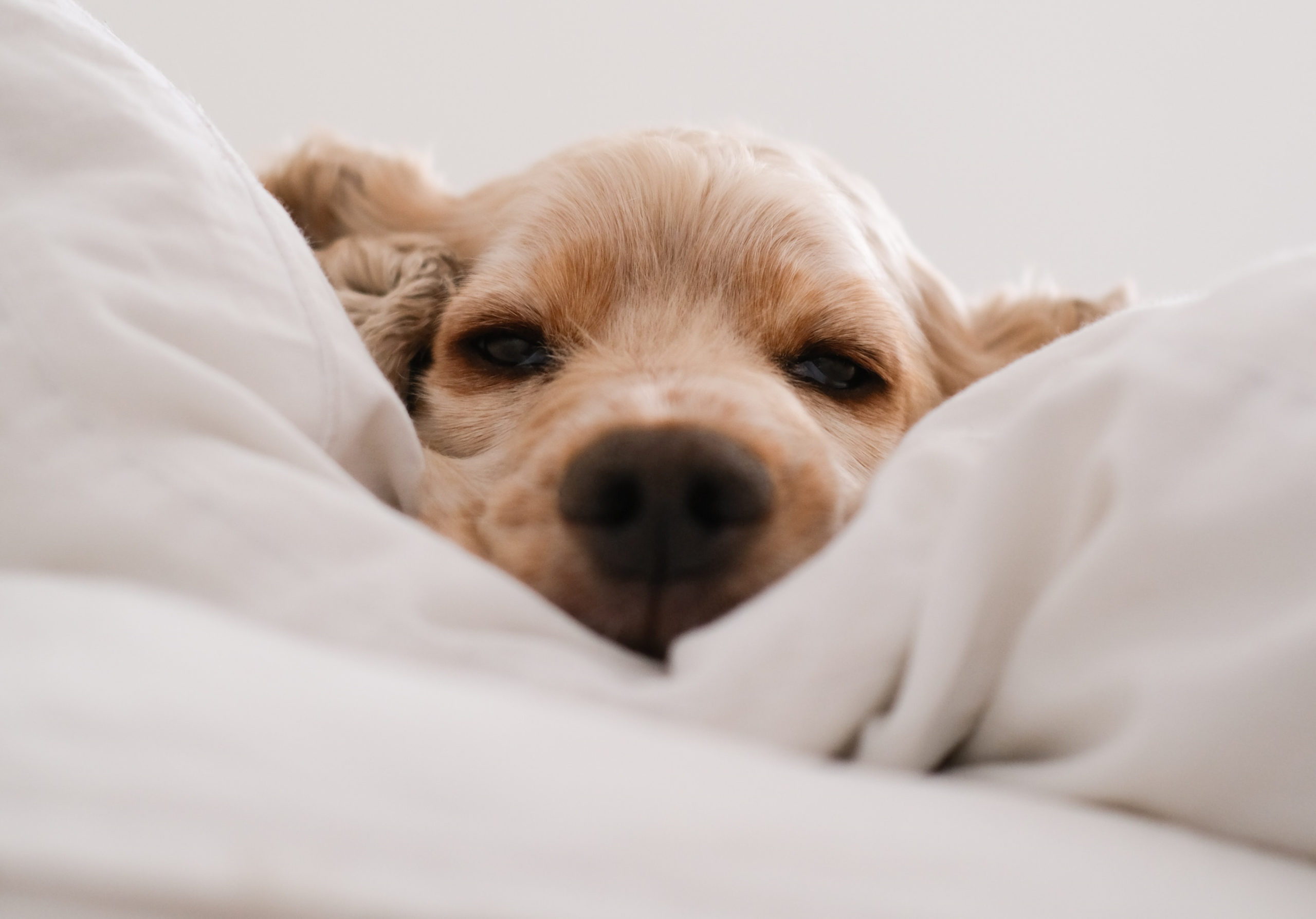 Dog in Bed, Blog